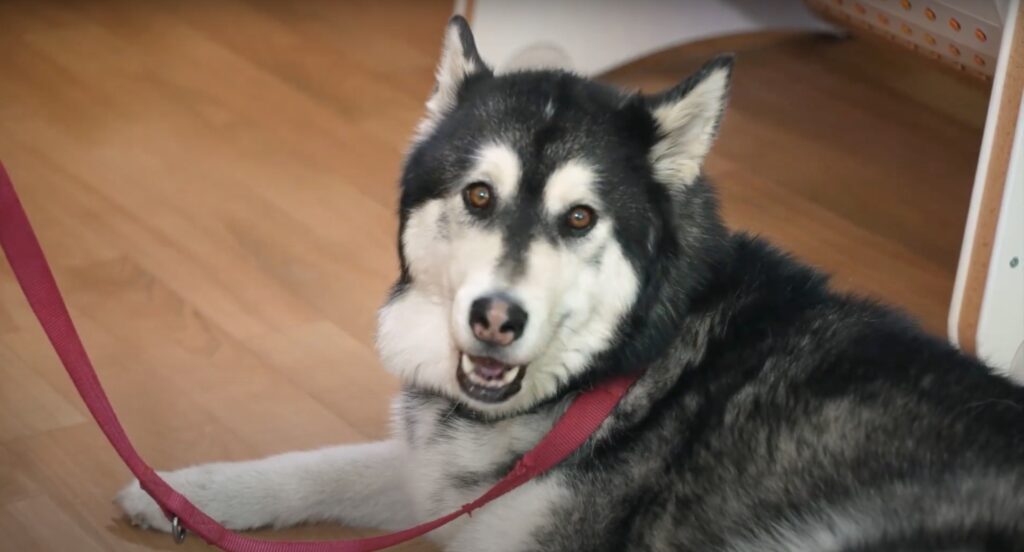 Pies biorący udział w zajęciach dogoterapii.