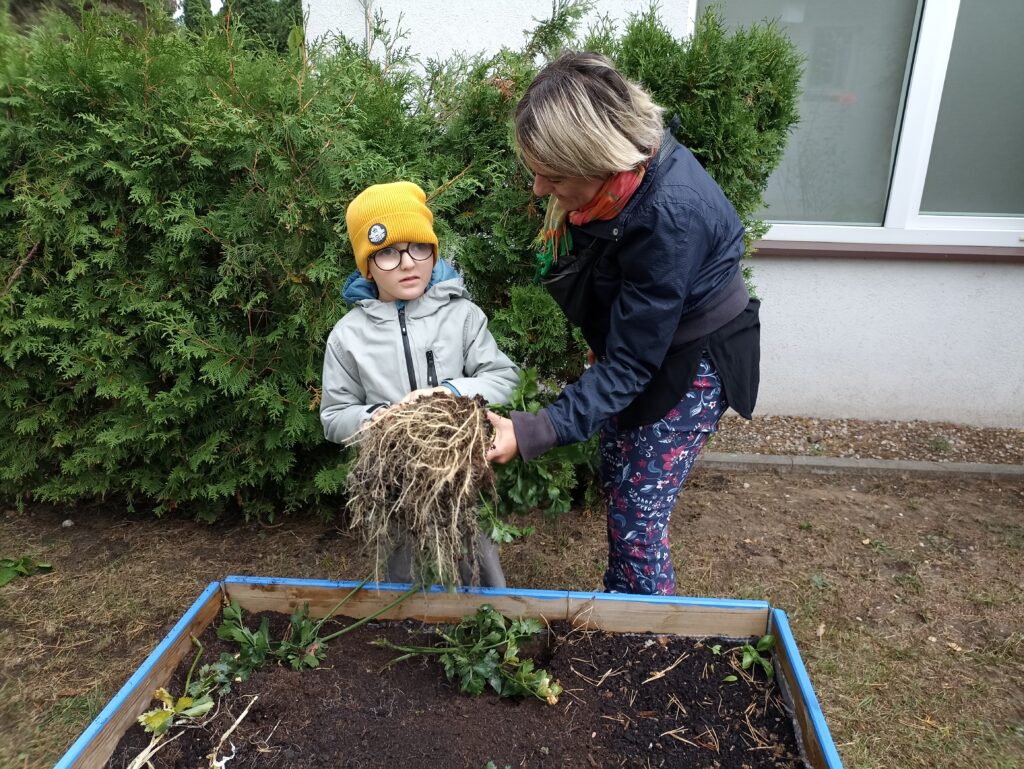 Chłopiec ogląda rozłożyste korzenie.