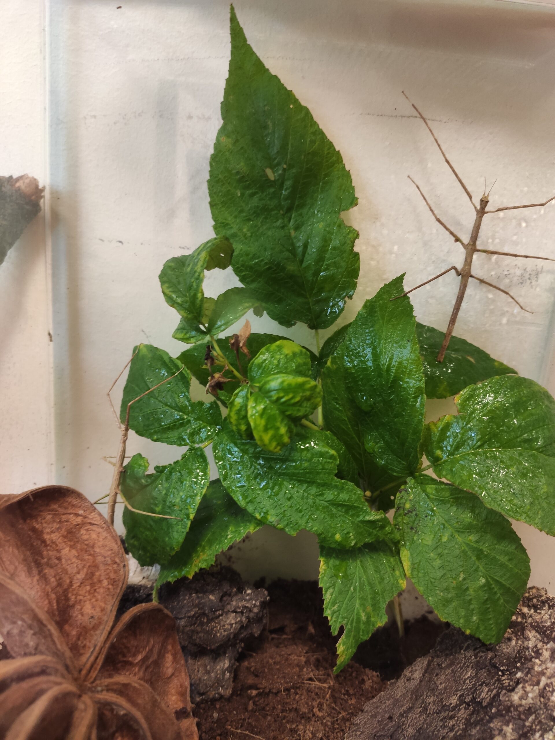 Terrarium z patyczakami.