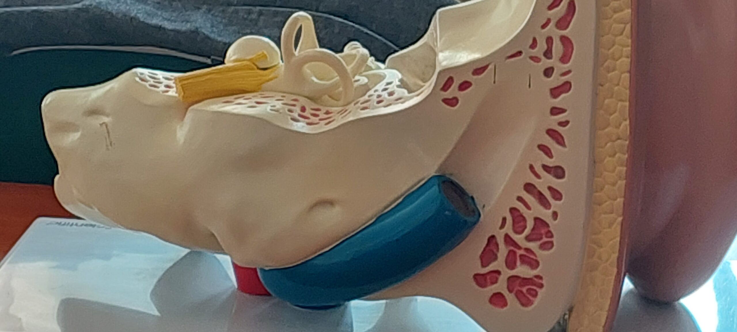 Model 3D układu słuchowego