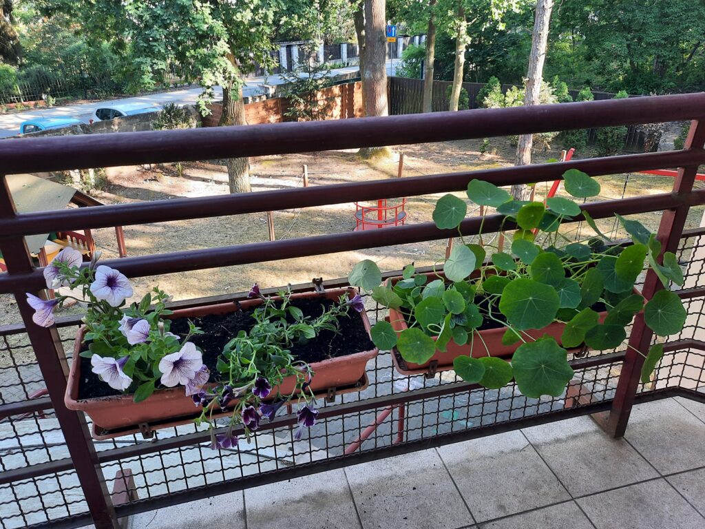 Posadzone sadzonki petunii  w skrzynkach  oraz wysiane z nasion nasturcje