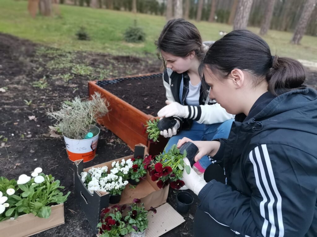 Marharyta i Ola wyjmują sadzonki bratków z doniczek