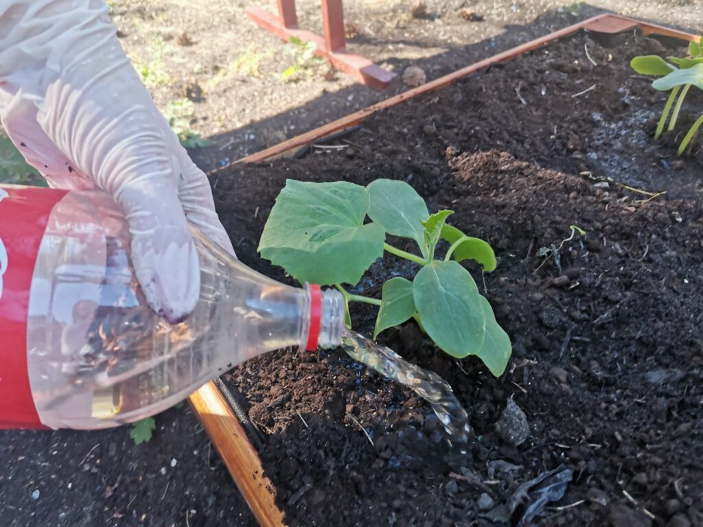 Podlewanie sadzonki  ogórka