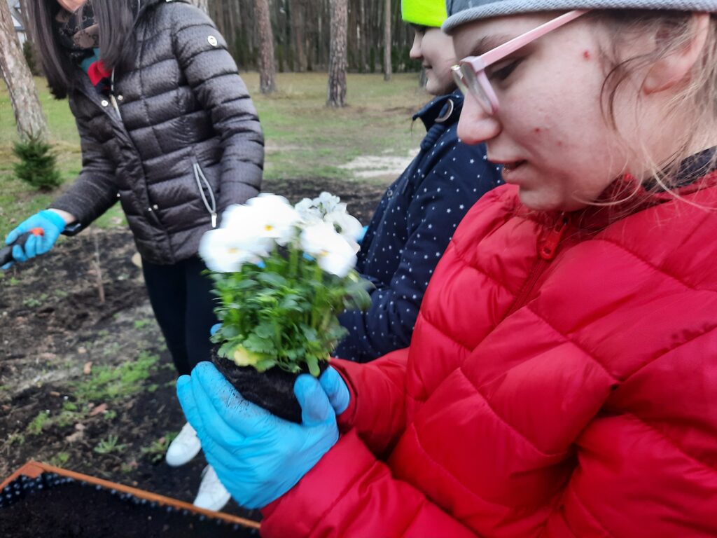 Julia trzyma w ręku sadzonkę białego bratka