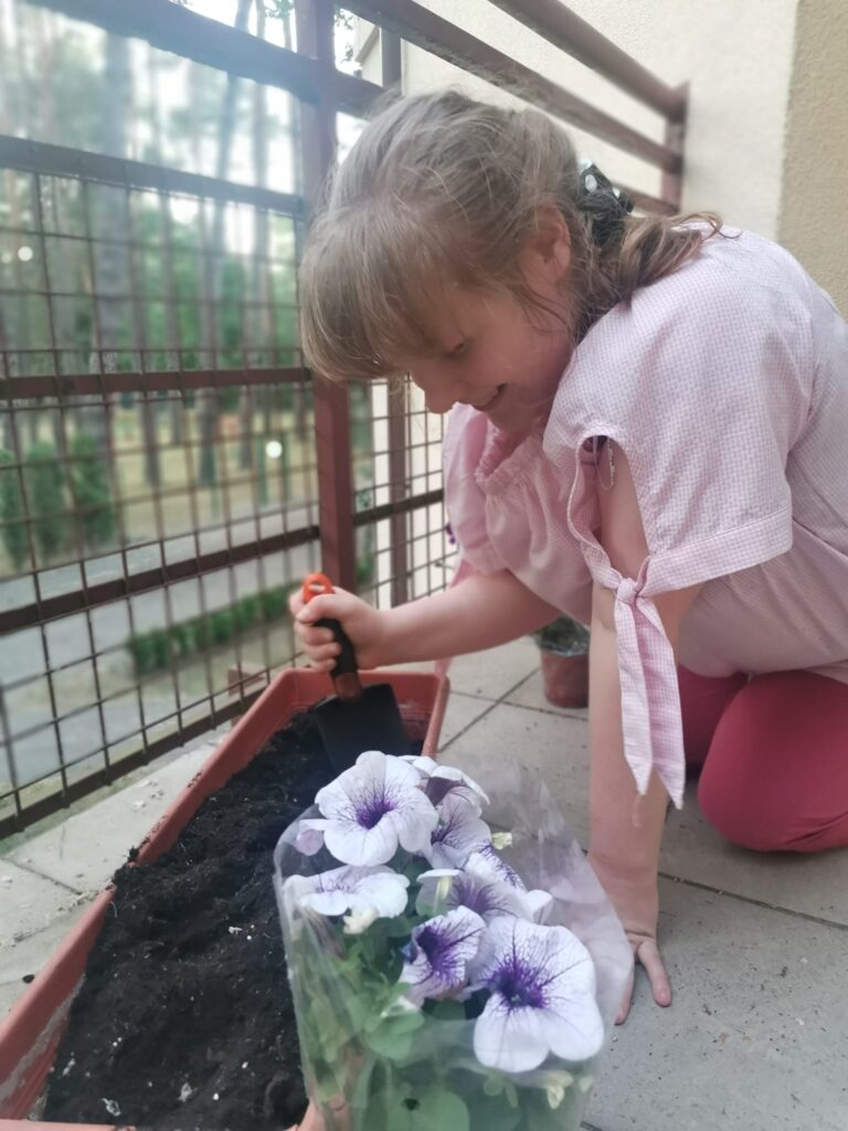 Polina  w trakcie sadzenia sadzonek petunii do skrzynek na tarasie