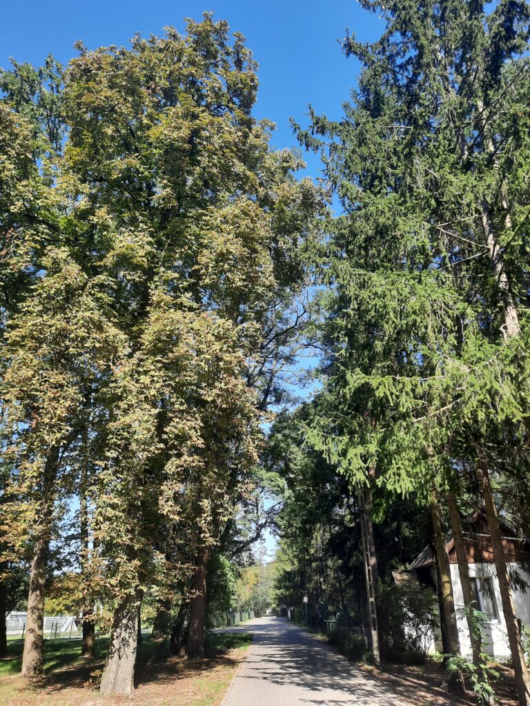 Widok na jesienne drzewa