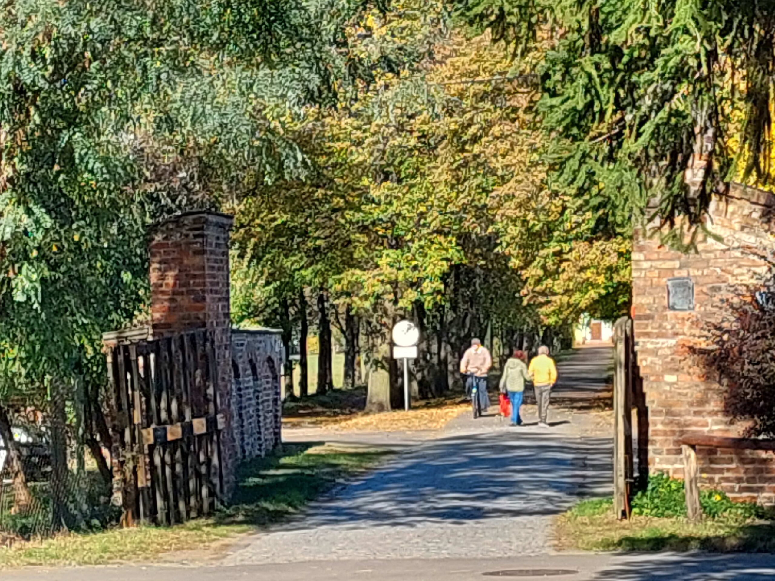 Widok na lipówkę w Laskach.