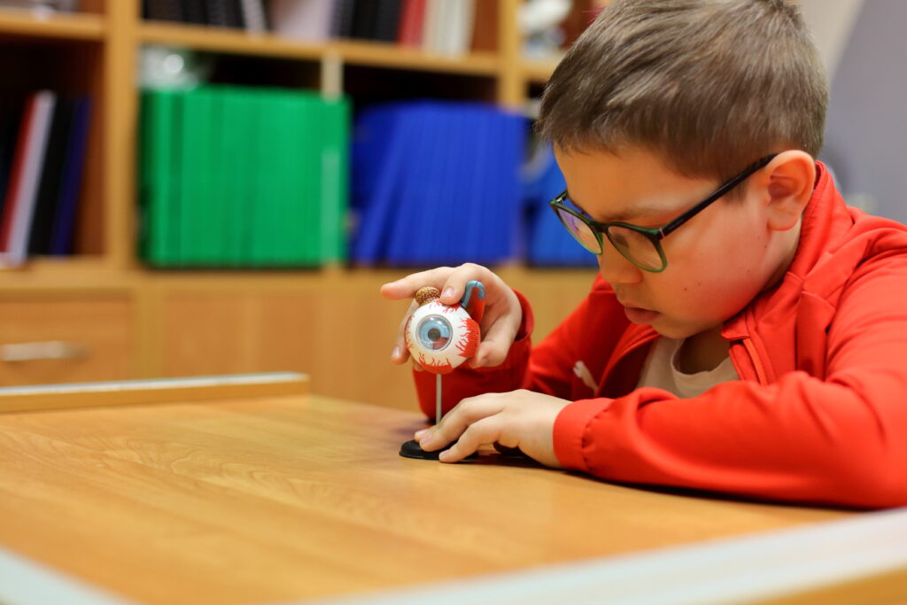 Chłopiec ogląda trójwymiarowy model oka.