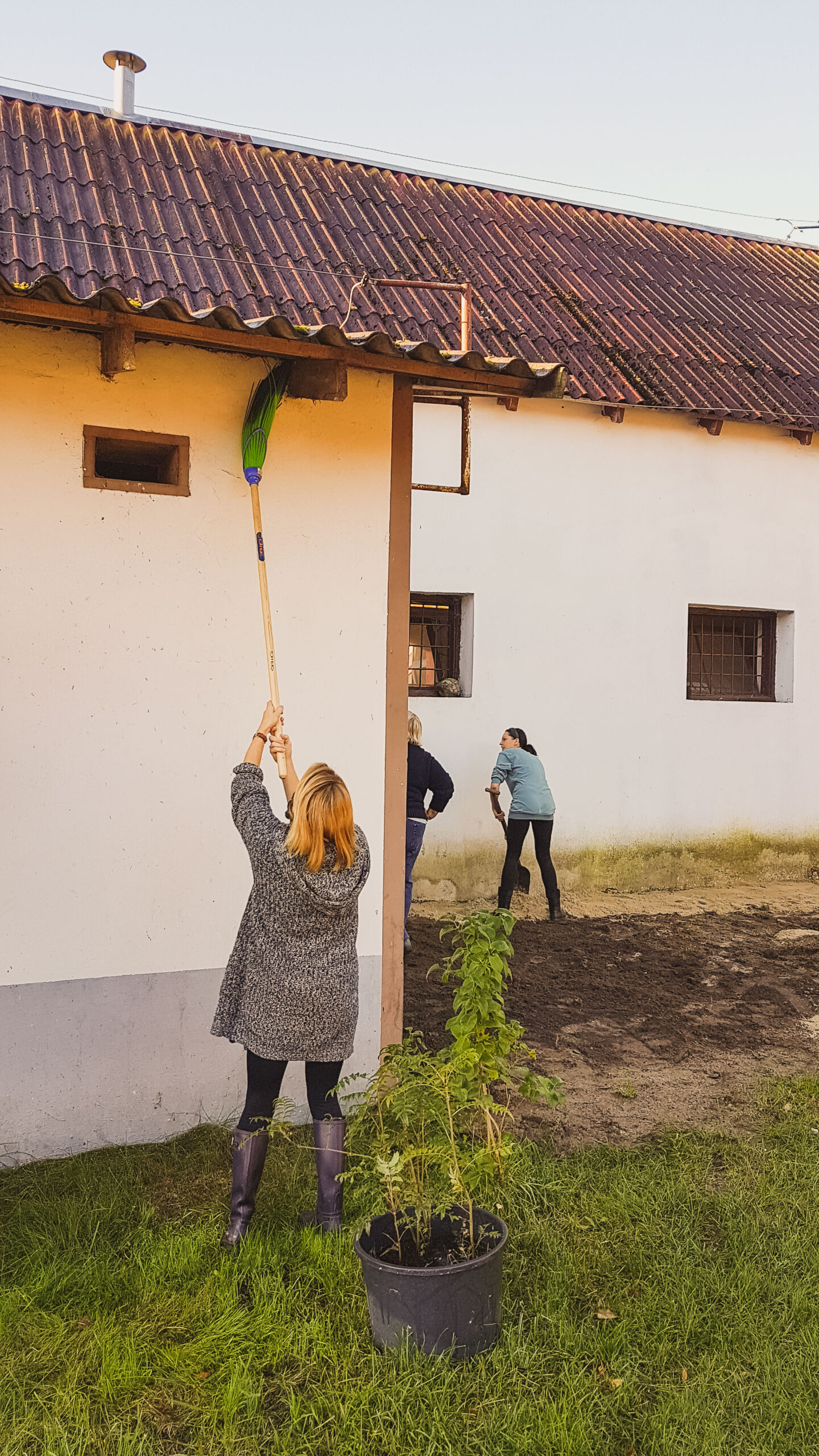 Wolontariuszka zbiera pajęczyny miotłą.