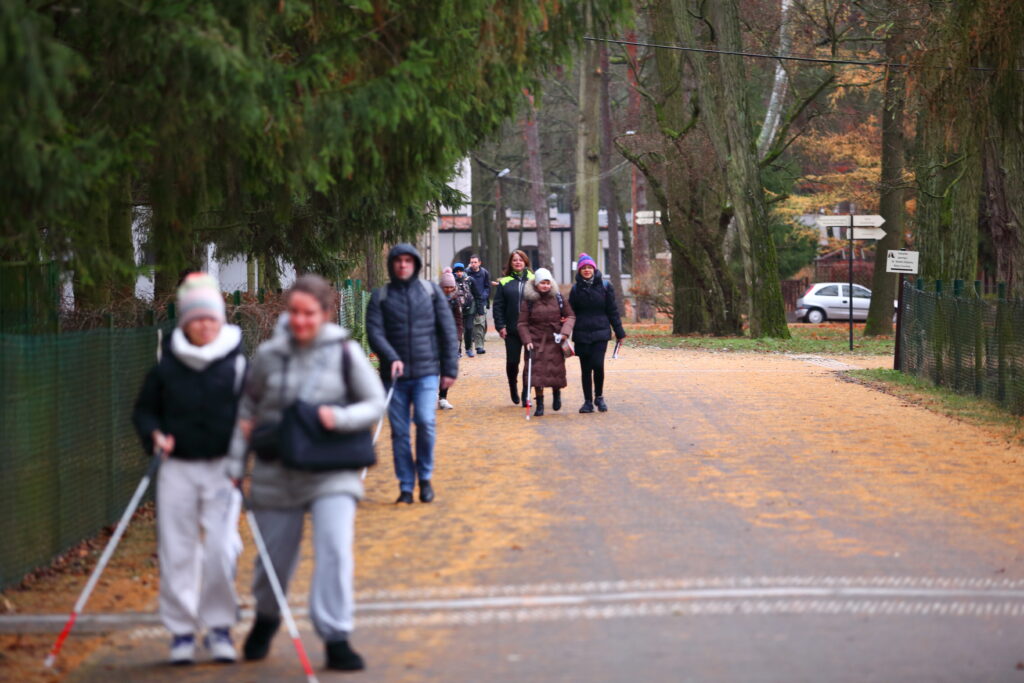 widok na aleję w laskach